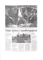 Vilde hyben i landbrugsjord