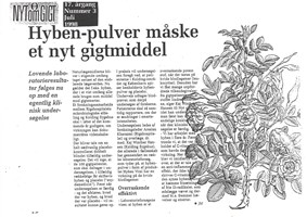 Hyben-pulver måske et nyt gigtmiddel