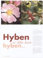 Hyben er ikke bare hyben 